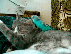 Gato molestado por un pájaro mientras duerme