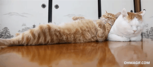 GIF de gatos: haciendo de almohada