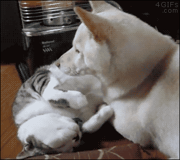 GIF de gatos: haciendo de almohada