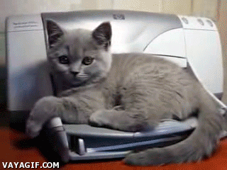 GIF de gatos: vigilando la impresora