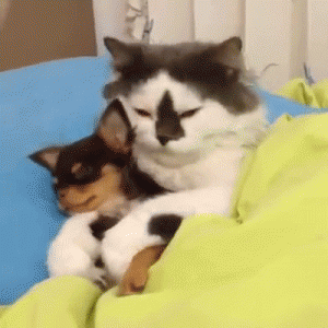Gato y perrito durmiendo juntos