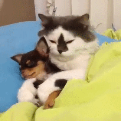 gato-perro-durmiendo-juntos.gif