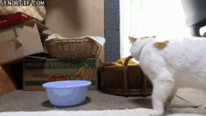 Gato metido en un recipiente muy pequeño