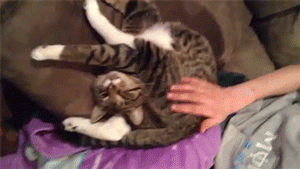 Gato contorsionista