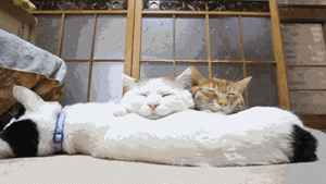 Gato haciendo de almohada
