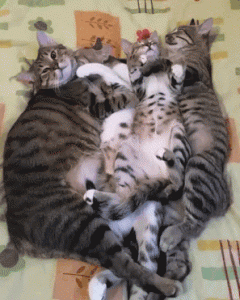 Gatos durmiendo en familia