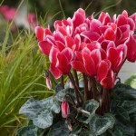 cyclamen planta tóxica gato | Foto: cyclamen.com