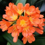 clivia planta tóxica gato