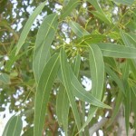 Eucalyptus globulus planta tóxica gato | Foto: Franco Rossi