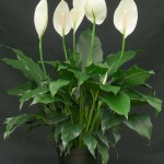 spathiphyllum planta tóxica gato | Foto: chesterflowers.com