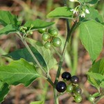 hierba mora planta tóxica gato | Foto: solanum