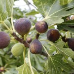 higos en rama de higuera planta tóxica gato