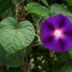 ipomoea purpurea planta tóxica gato | Foto: climbers.lsa.umich.edu