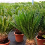 cycas revoluta palmera sago planta tóxica gato | Foto: masiaangela.com