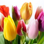 tulipanes de colores planta tóxica gato | Foto: bancodeimagenesgratis.com