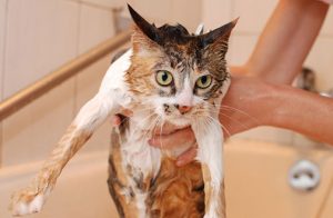 Consejos para bañar a un gato