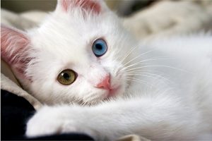 gato blanco sordo es una sordera común