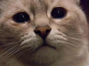 los gatos no lloran para expresar emociones