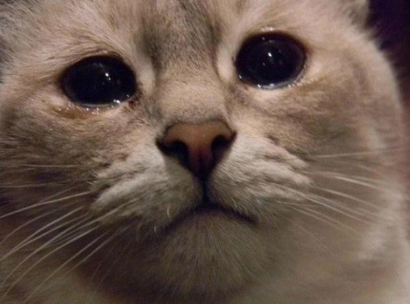 Por qué los lloran lágrimas | de Gatos