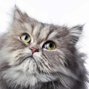 gato persa llora por obstrucción conducto lagrimal
