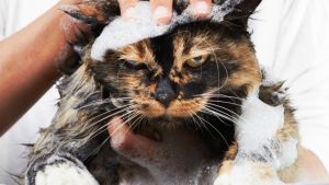 A la mayoría de los gatos no les gusta recibir un baño | Foto: Fotolia