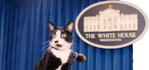 Socks era muy famoso en la Casa Blanca y de ahí que se creara el Día Internacional del Gato