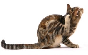 los gatos pueden tener parásitos internos y parásitos externos