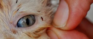 las pulgas son parásitos externos visibles y molestos para los gatos