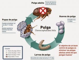 vida de una pulga en gatos