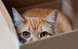 Las cajas son perfectas para que el gato se esconda y ataque a su presa