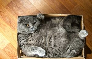 Las cajas son cálidas y eso encanta a los gatos