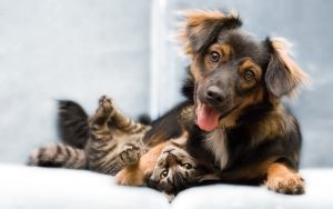 Los gatos no se han domesticado, a diferencia de los perros 