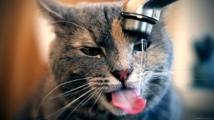 Muchos gatos prefieren beber agua del grifo