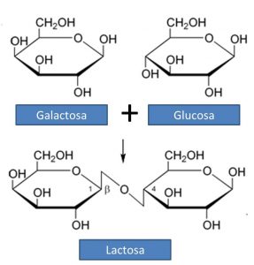 La lactasa es la enzima encargada de digerir la lactosa