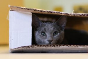 adaptación de la casa para la mudanza de gatos