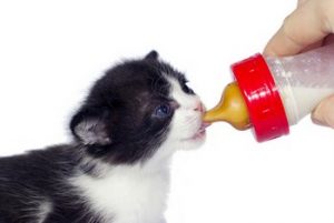 La posición del biberón para dar leche artificial al gato es muy importante | Foto: petsbest.com