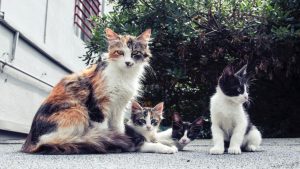 Siempre que sea posible no se debe separar al gatito de su madre | Foto: pexels.com umit ozbek