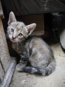 El gatito no puede regular su temperatura solo | Foto: pexels.com Cristian Loayza