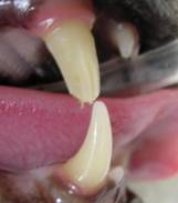 Rotura de la punta de un diente del gato | Foto: veterinarydentalcenter.com