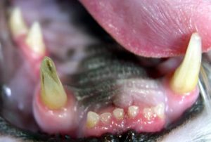 Cuando el diente empieza a cambiar de color suele ser a causa de la pulpitis | Foto: dallasveterinarydentistry.com