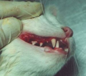 La estomatitis presenta unos síntomas visibles y dolorosos en la boca del gato | Foto: http://argos.portalveterinaria.com