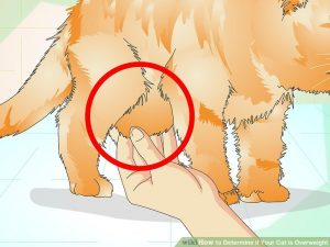 Abdomen grasa cuelga en el gato | Foto: WikiHow