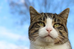 Razones y ventajas de adoptar un gato adulto | Foto: pixabay