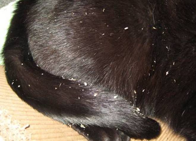La caspa en síntomas, y remedios | Cosas de Gatos