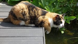 Los gatos domésticos también cazan aunque no lo necesiten para sobrevivir | Foto: http://maxpixel.freegreatpicture.com