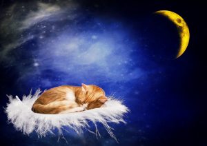 Recomendaciones para que tu gato duerma por la noche | Foto: https://pixabay.com/es/users/darkmoon1968-1664300/