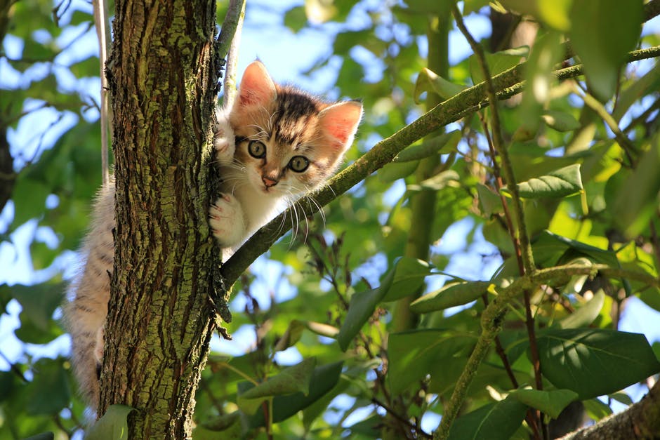 División del territorio felino en gatos domésticos | Foto: pexels.com/photo/low-angle-view-of-cat-on-tree-257532/