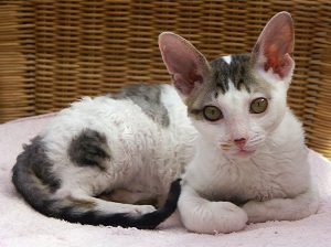 Cornish Rex, uno de los gatos que se usaron para cruzar y obtener los Rex de Oregon