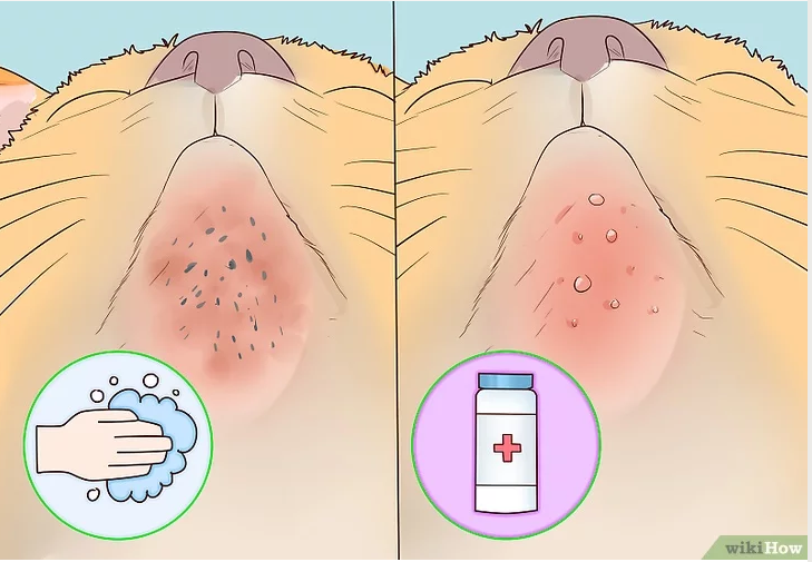 El tratamiento leve del acné felino | Foto: wikihow