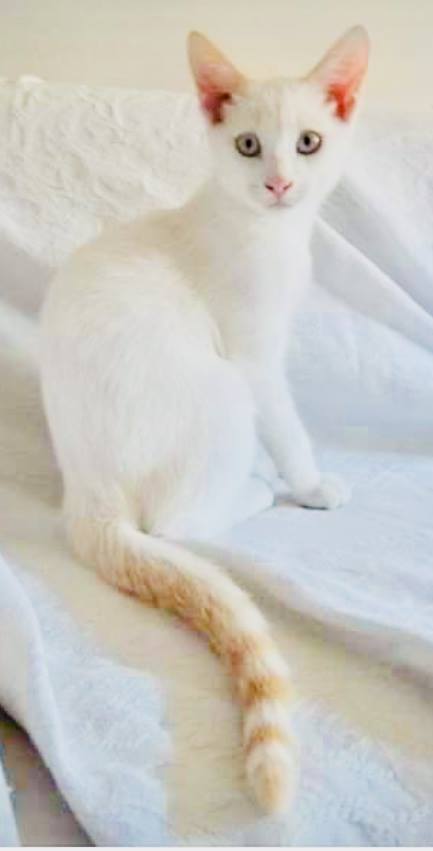 Kato era prácticamente blanco de pequeño, excepto la cola y las orejas | Foto: Cosas de Gatos